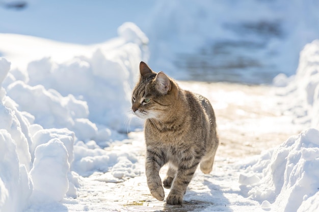 Chat dehors dans la neige en hiver