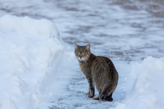 Chat dehors dans la neige en hiver