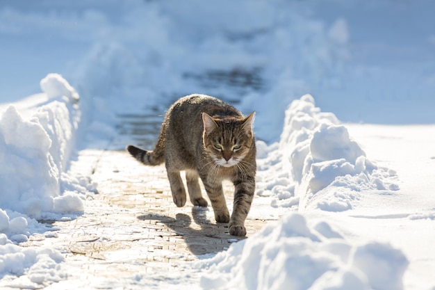 Chat dehors dans la neige en hiver