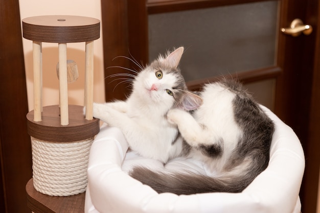 Le chat la démange. Puces, mal à l'oreille. Chat dans sa maison à la maison