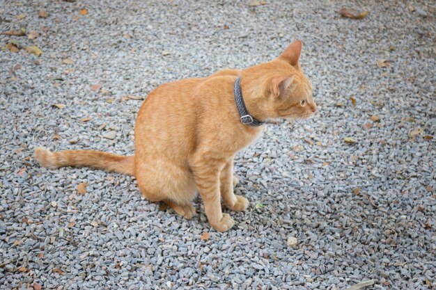 Chat détendu dans le jardin extérieur