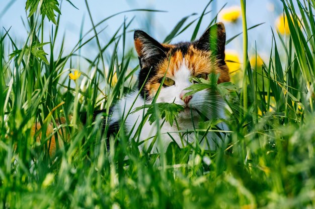 Photo le chat détourne le regard.