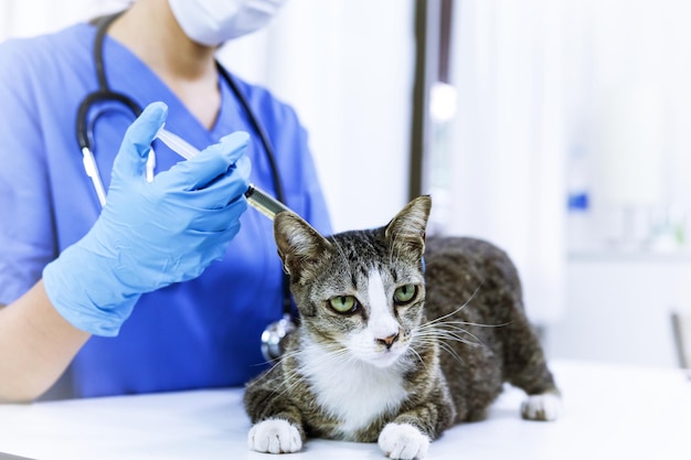 Le chat détourne le regard.