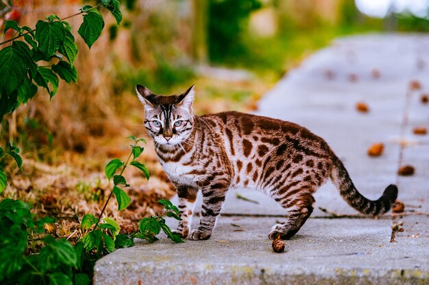 Photo le chat détourne le regard.