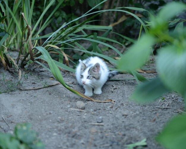 Photo le chat détourne le regard.