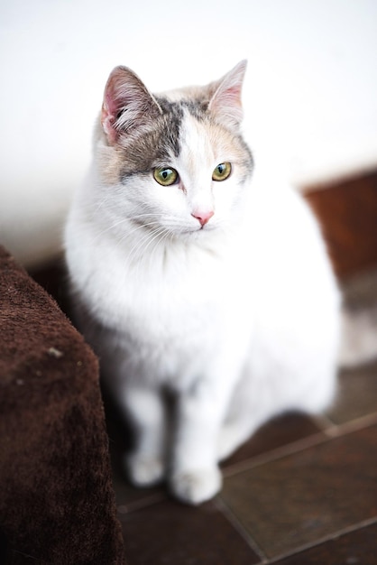 Le chat détourne le regard.