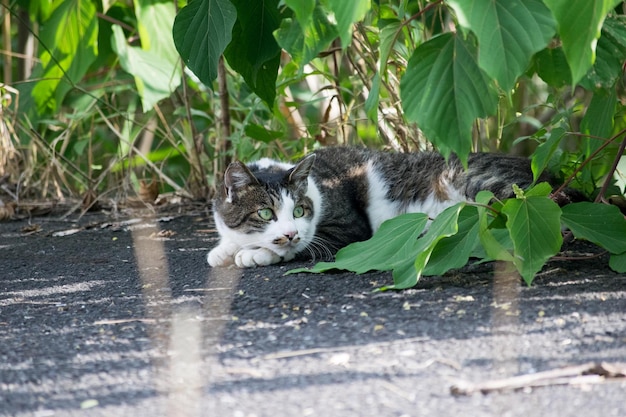 Le chat détourne le regard.