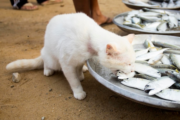 Un chat devant un stand de poisson dans un marché de la province du Sichon dans le sud de la Thaïlande