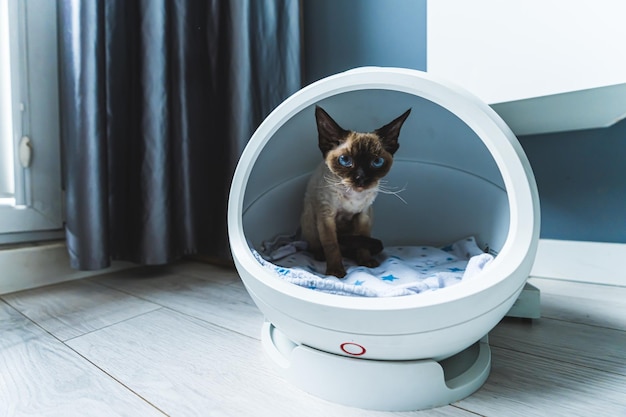 Chat Devon Rex sur un lit intelligent avec thermorégulation