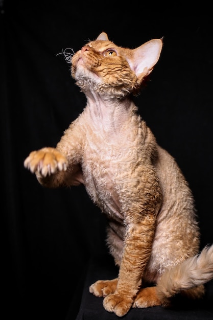 un chat Devon Rex orange