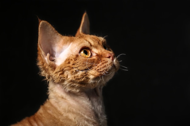 un chat Devon Rex orange