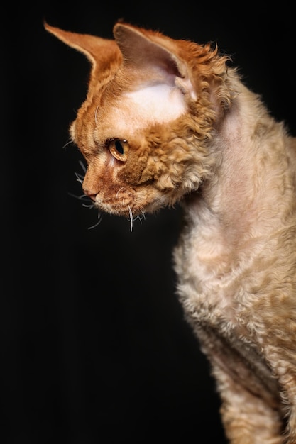 un chat Devon Rex orange