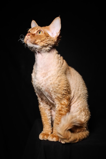 un chat Devon Rex orange