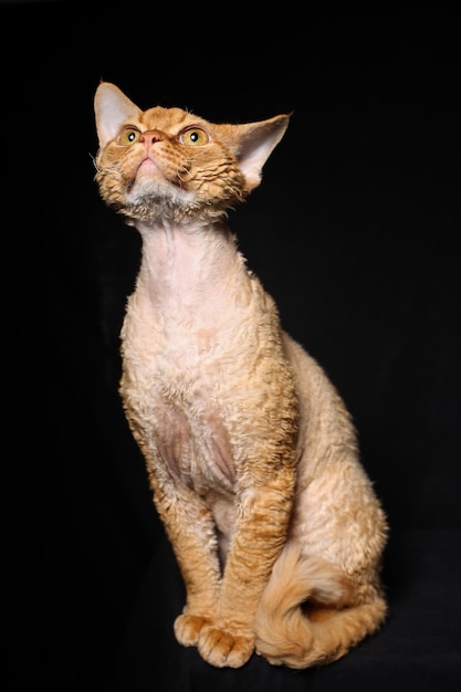 un chat Devon Rex orange