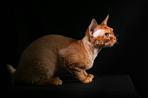 un chat Devon Rex orange