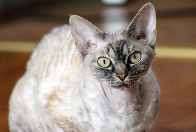 Photo le chat de devon rex