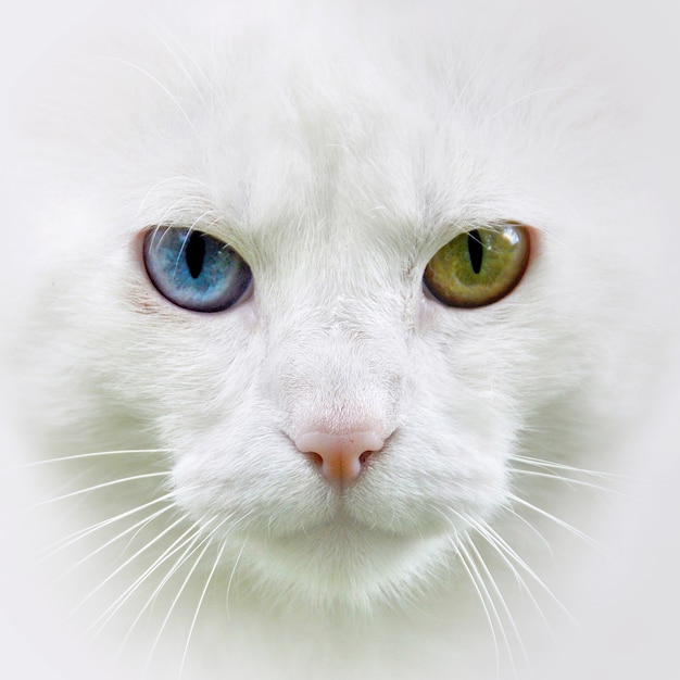 Chat avec différentes surprises yeux colorés portrait