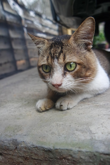 Un chat domestique affamé aux yeux verts qui cherche et attend de la nourriture.