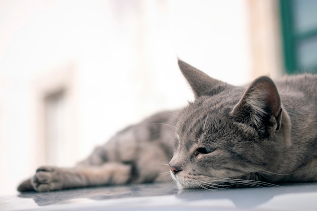 Chat domestique au dessus de la voiture