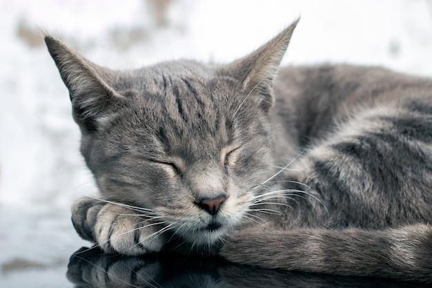 Chat domestique au dessus de la voiture