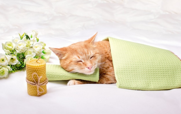 Un chat domestique au gingembre dort avec sa tête sur une serviette verte