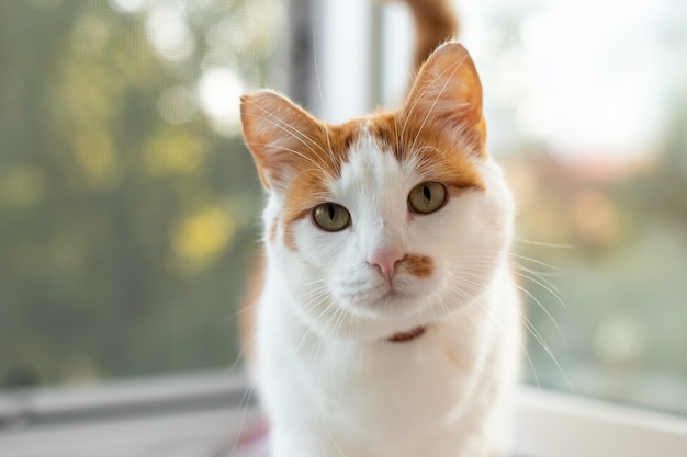 Un chat domestique bien nourri est assis près de la fenêtre. Un chat blanc-rouge regarde la caméra.