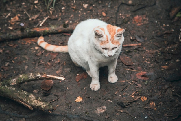 Chat domestique blanc dans la forêt