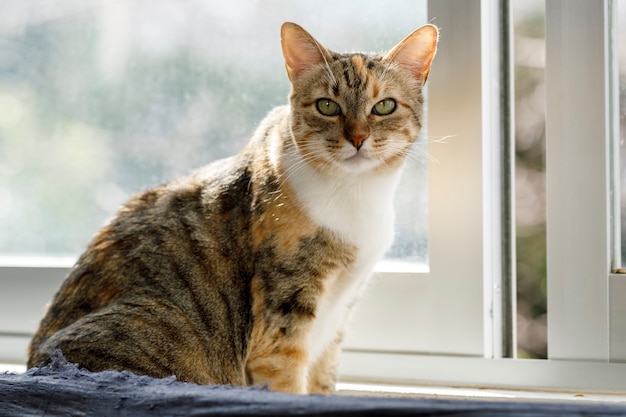 chat domestique sur le côté de la fenêtre de la maison