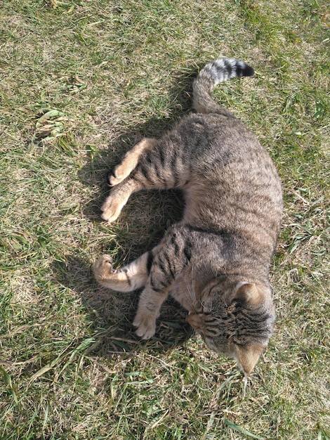 Un chat domestique dans l'herbe verte Chat gris dans l'herbe gros plan