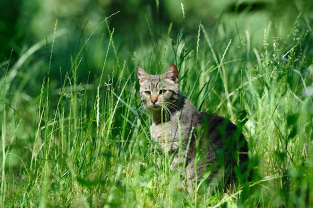 Chat domestique dans l'herbe