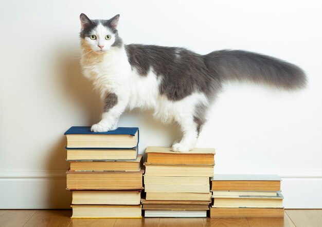 Chat domestique debout sur une pile de livres