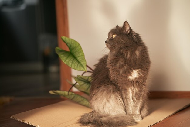 Chat domestique détendu à l'intérieur Adorable minou dans un intérieur moderne