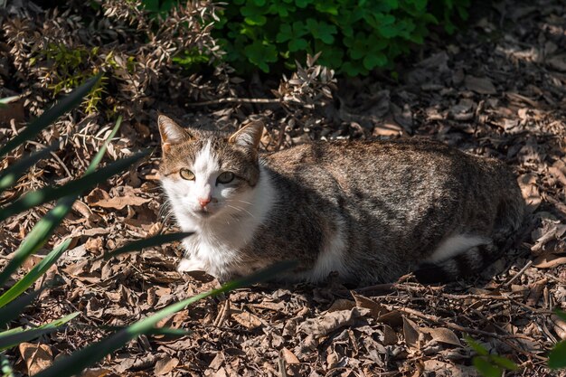 Chat domestique doux dans le jardin