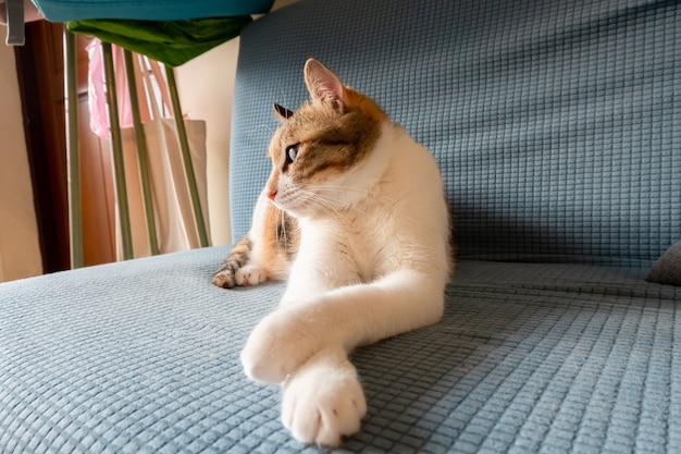 Chat domestique drôle allongé sur un canapé à la maison