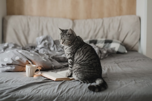 Chat domestique drôle dans un lit avec un livre