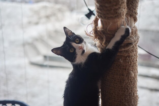 Le chat domestique drôle grimpe le poteau de chat