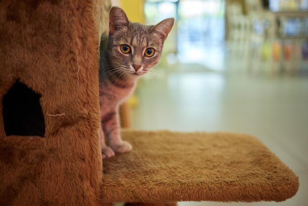 Le chat domestique drôle grimpe le poteau de chat