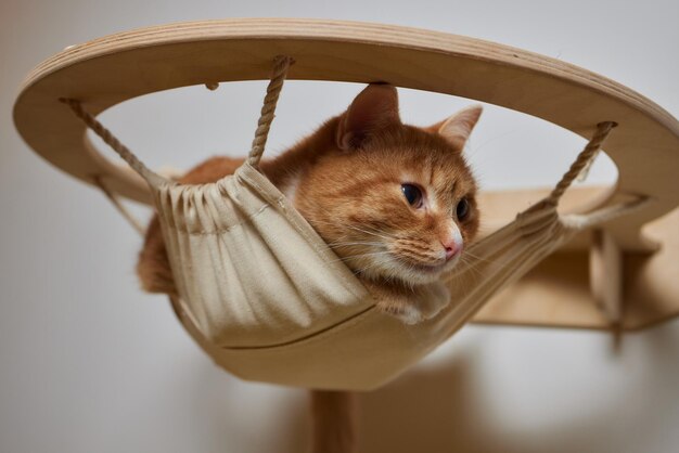 Le chat domestique drôle grimpe le poteau de chat