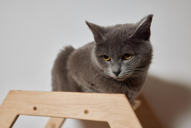 Le chat domestique drôle grimpe le poteau de chat