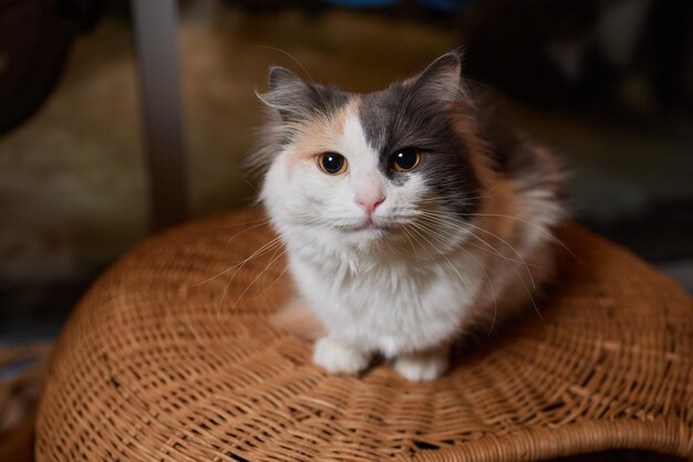 Le chat domestique drôle grimpe le poteau de chat