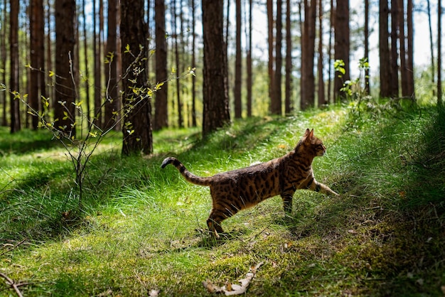 Un chat domestique du Bengale se promène dans une forêt de pins. Silhouette d'un chaton sur fond d'herbe.