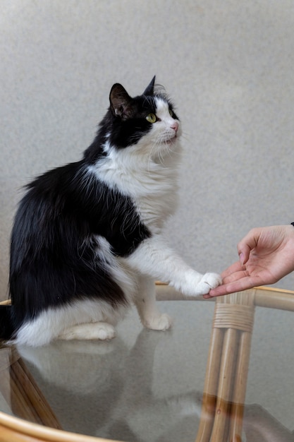 Un chat domestique duveteux donne une patte à son propriétaire