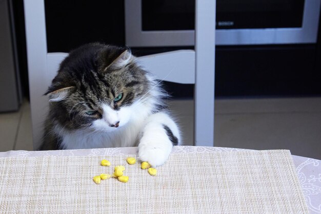 Un chat domestique essaie de voler du maïs sur la table