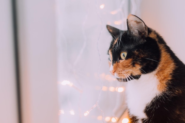 Le chat domestique est assis sur la fenêtre avec une guirlande Animaux Ambiance du Nouvel An Ambiance du Nouvel An Décoration de la maison Cadeaux pour animaux de compagnie