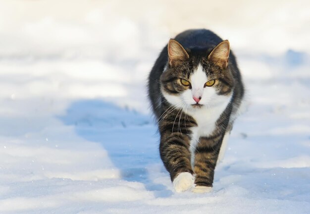 Chat domestique à l'extérieur