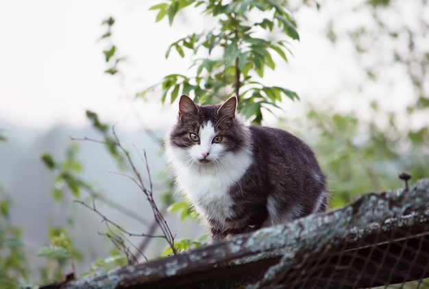 Chat domestique à l'extérieur