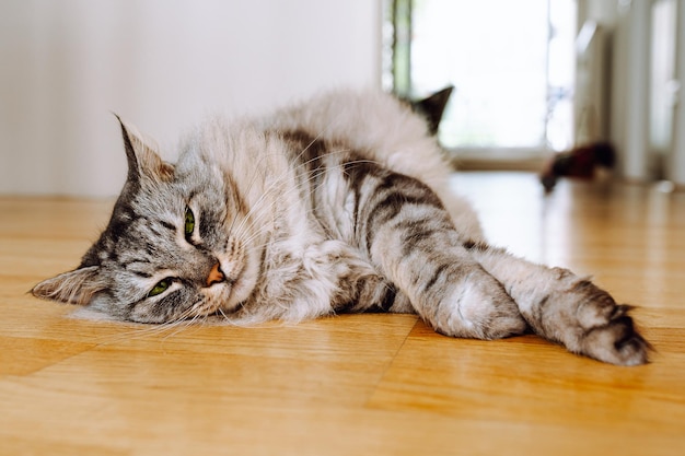 Le chat domestique gris aux cheveux longs et moelleux aux yeux verts se trouve sur le parquet de l'appartement, se reposant