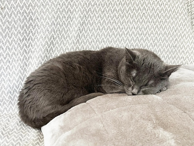 le chat domestique gris dort sur un canapé avec un oreiller