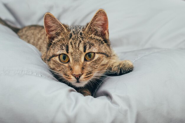 Chat domestique gris sur fond gris