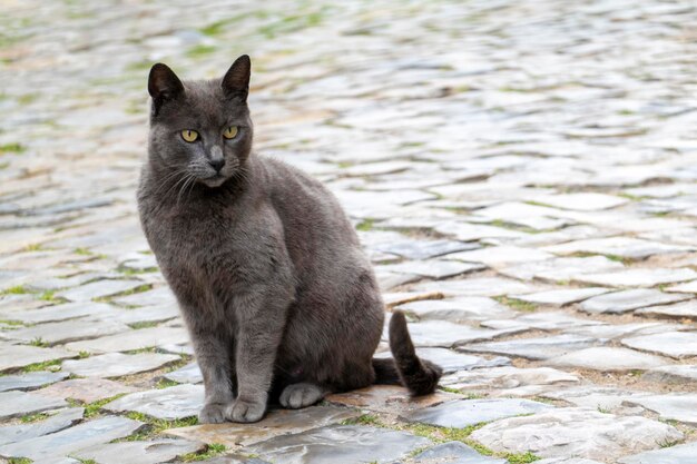 Chat domestique gris